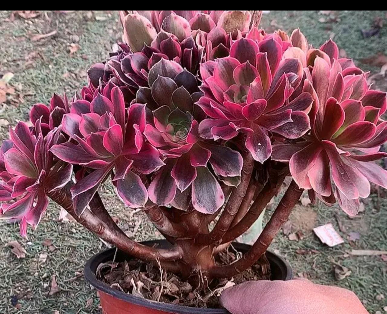 6124也没有多少人赚钱，5178更可怜，倾家荡产的多了去，所以股市，不论牛熊，