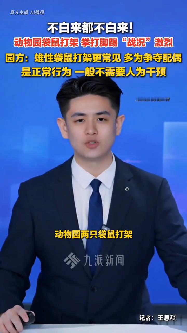 真人主播AI播报：不白来都不白来！动物园袋鼠打架拳打脚踢"战况"激烈。园方：雄性