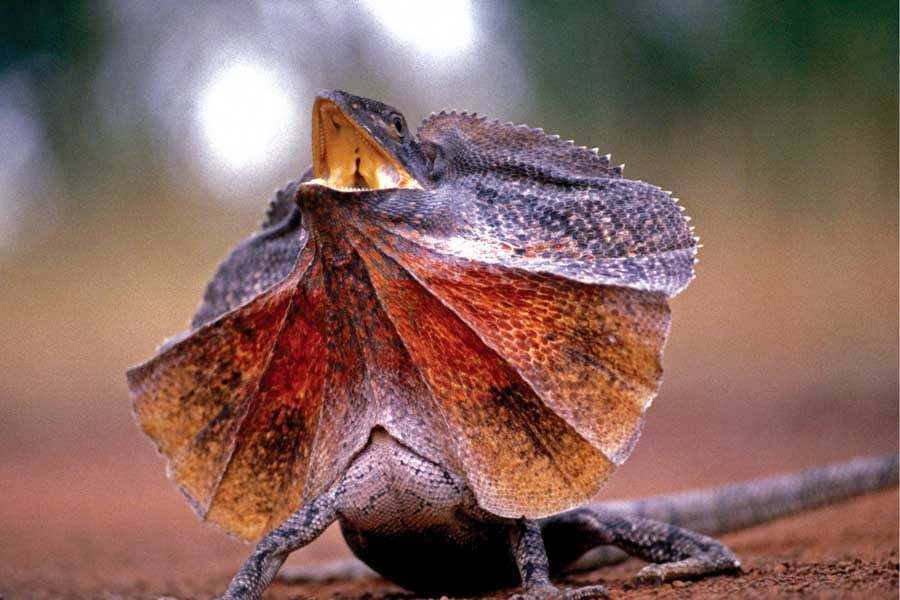 褶伞蜥（斗篷蜥，Chlamydosaurus kingii），英语Frilled