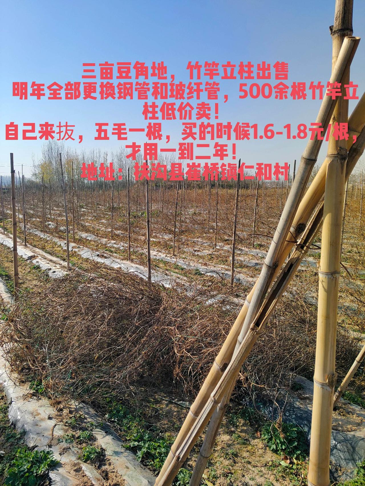 三亩豆角地，竹竿立柱出售
明年全部更换钢管和玻纤管，500余根竹竿立柱低价卖！