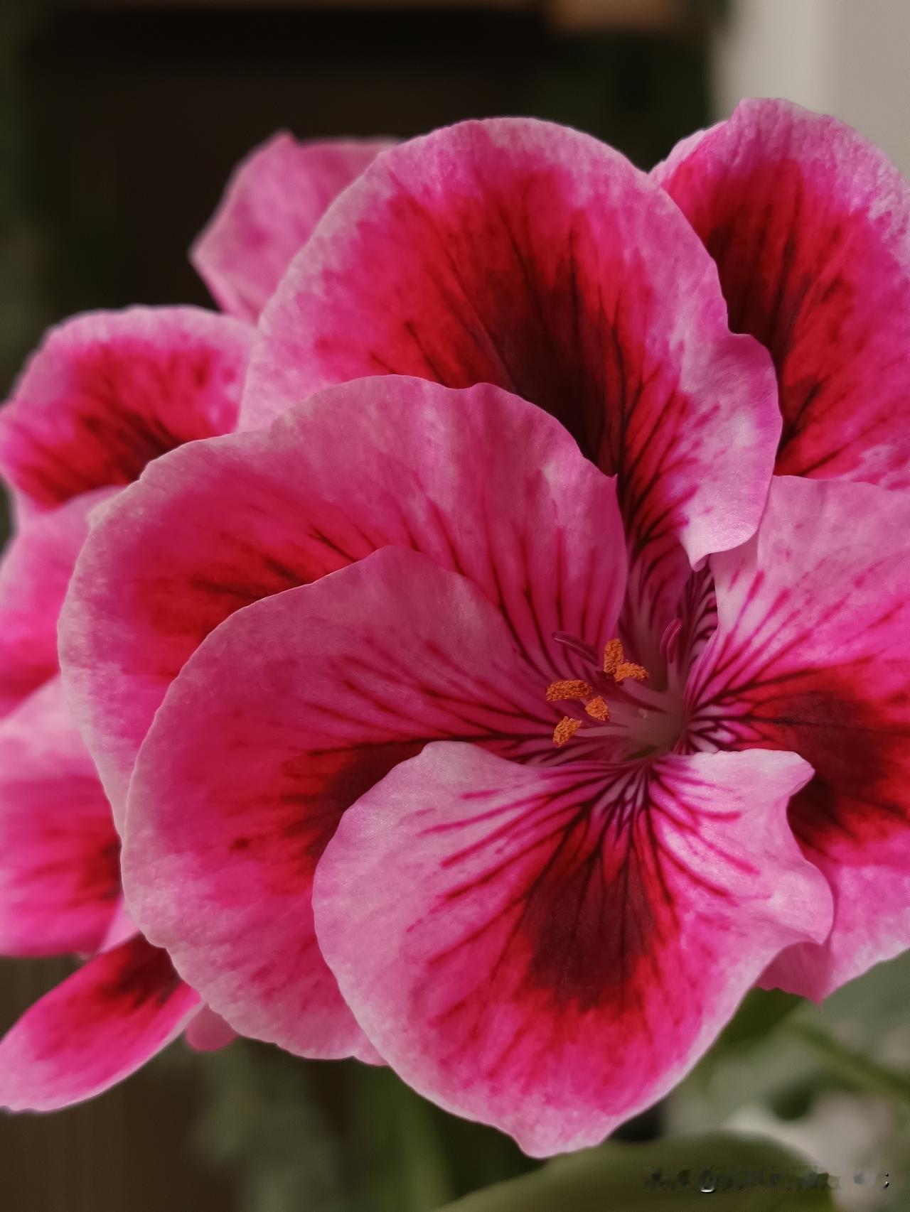 游泳腿抽筋我都是常态了，我的腿抽筋和游泳水的温度无关，每次都是我用力的时候会抽筋