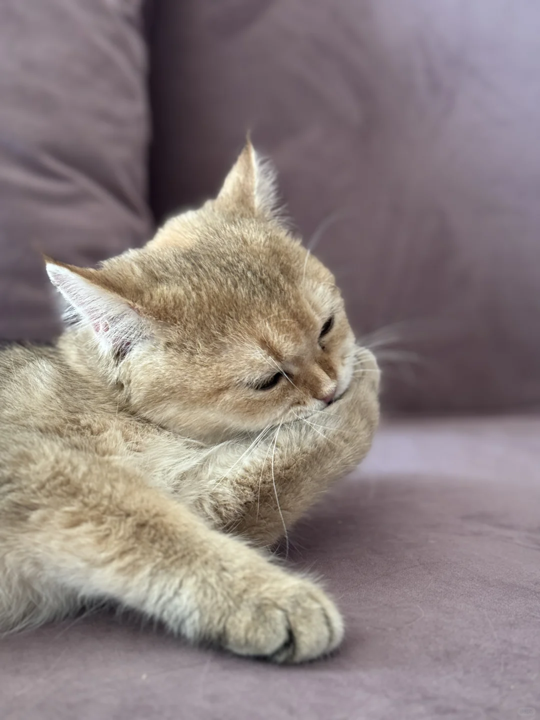 我的治愈系猫咪