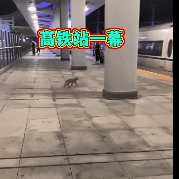 刚刷到一条视频，一只猫不慌不忙地登上高铁，熟门熟路的样子像极了上班族。评论区说这