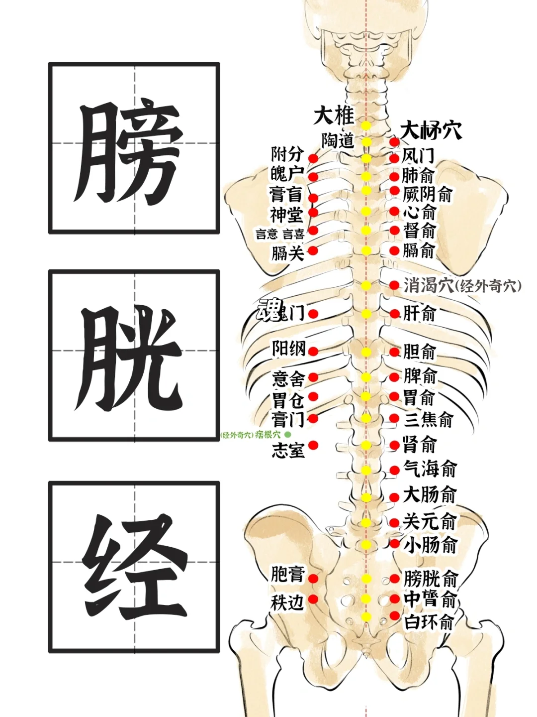 膀胱经-背部穴位主治功效大全2