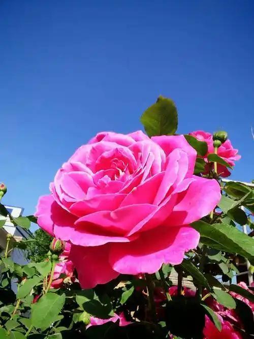 全网投票！二舅刘宝华“拿下”月季命名权
 
家人们谁懂啊！一款云南农科院的月季新