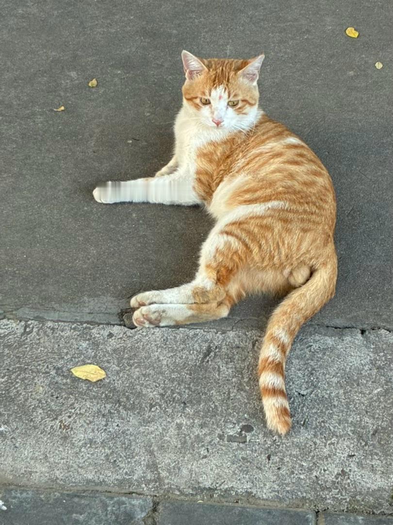 吃了个豆腐脑，看见豆腐脑旁边的乖猫猫
