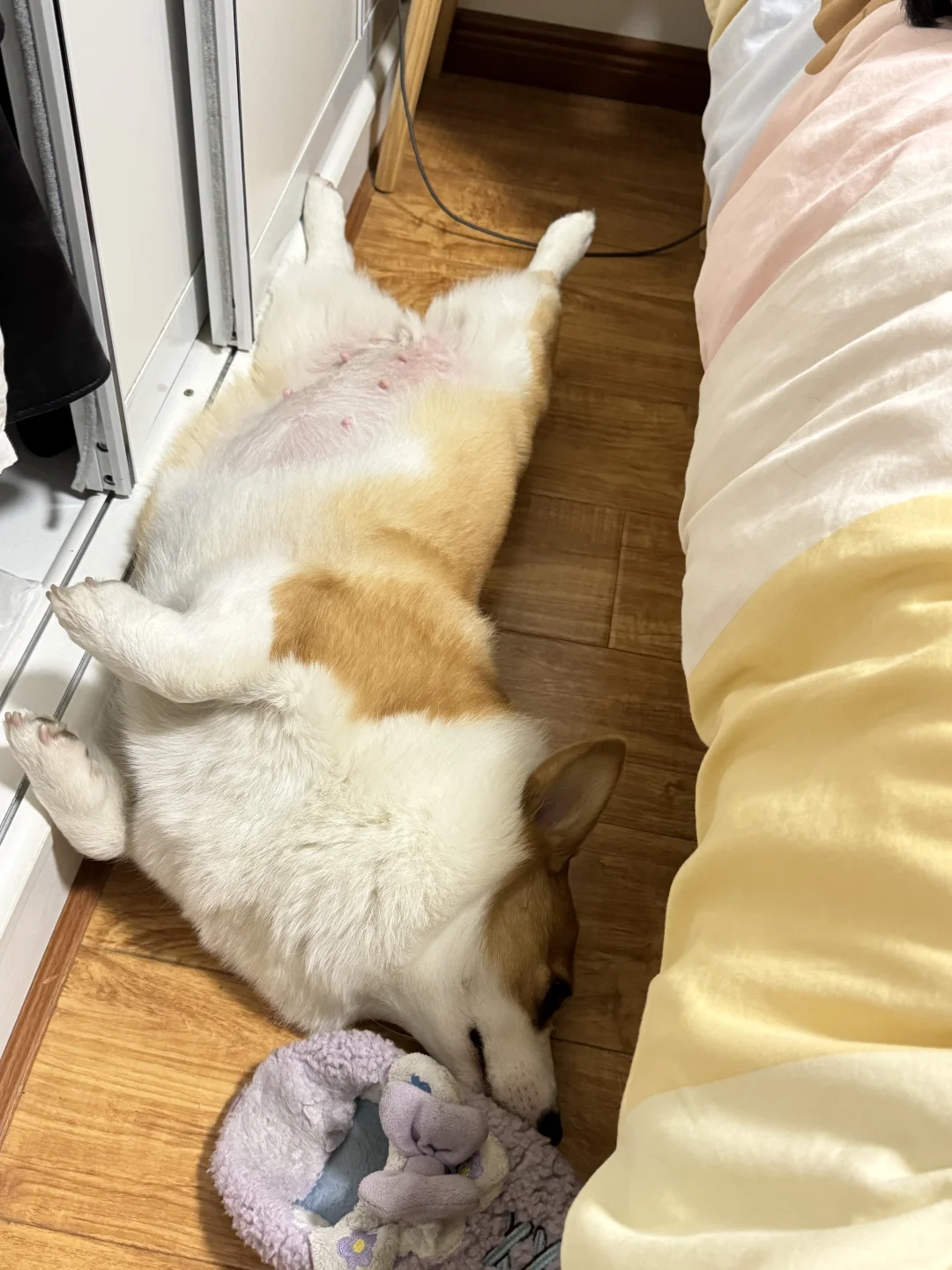 小肥狗睡姿过于放荡不羁了💤