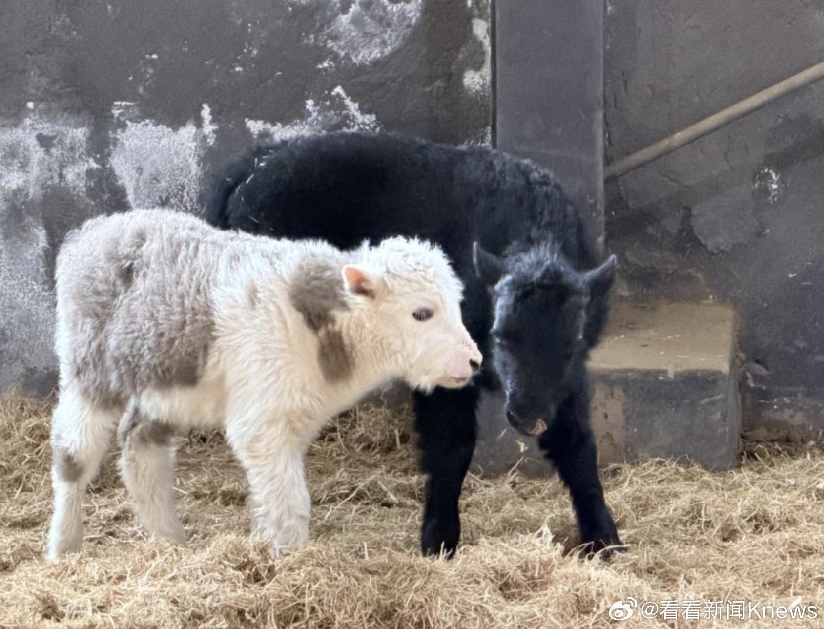 【#我国首次批量克隆10头牦牛#】4月27日，西藏牦牛全基因组选择与体细胞克隆复