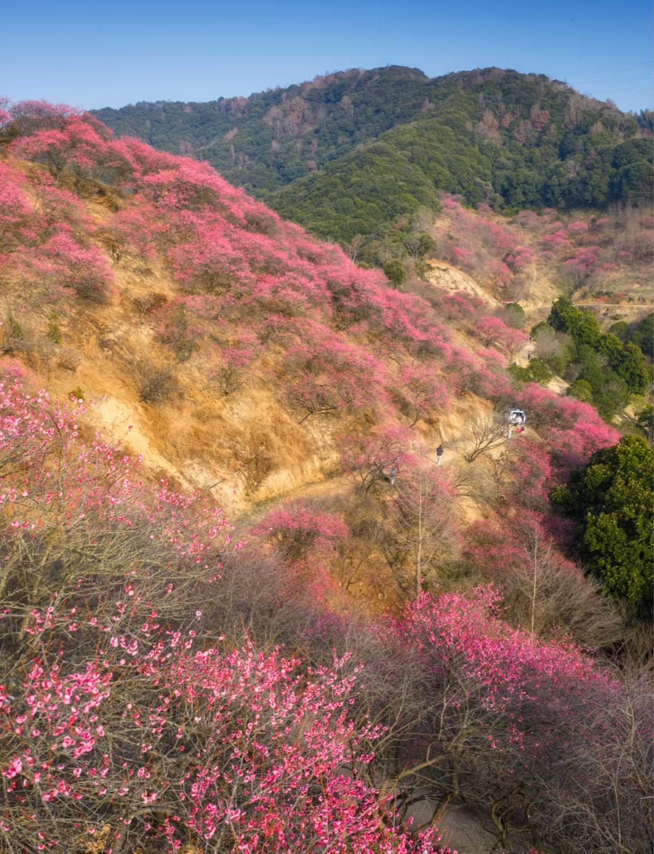 奉化新建村的梅花太赞了！
免费观赏，免费停车，就在奉化溪口新建村。
直接导航就行