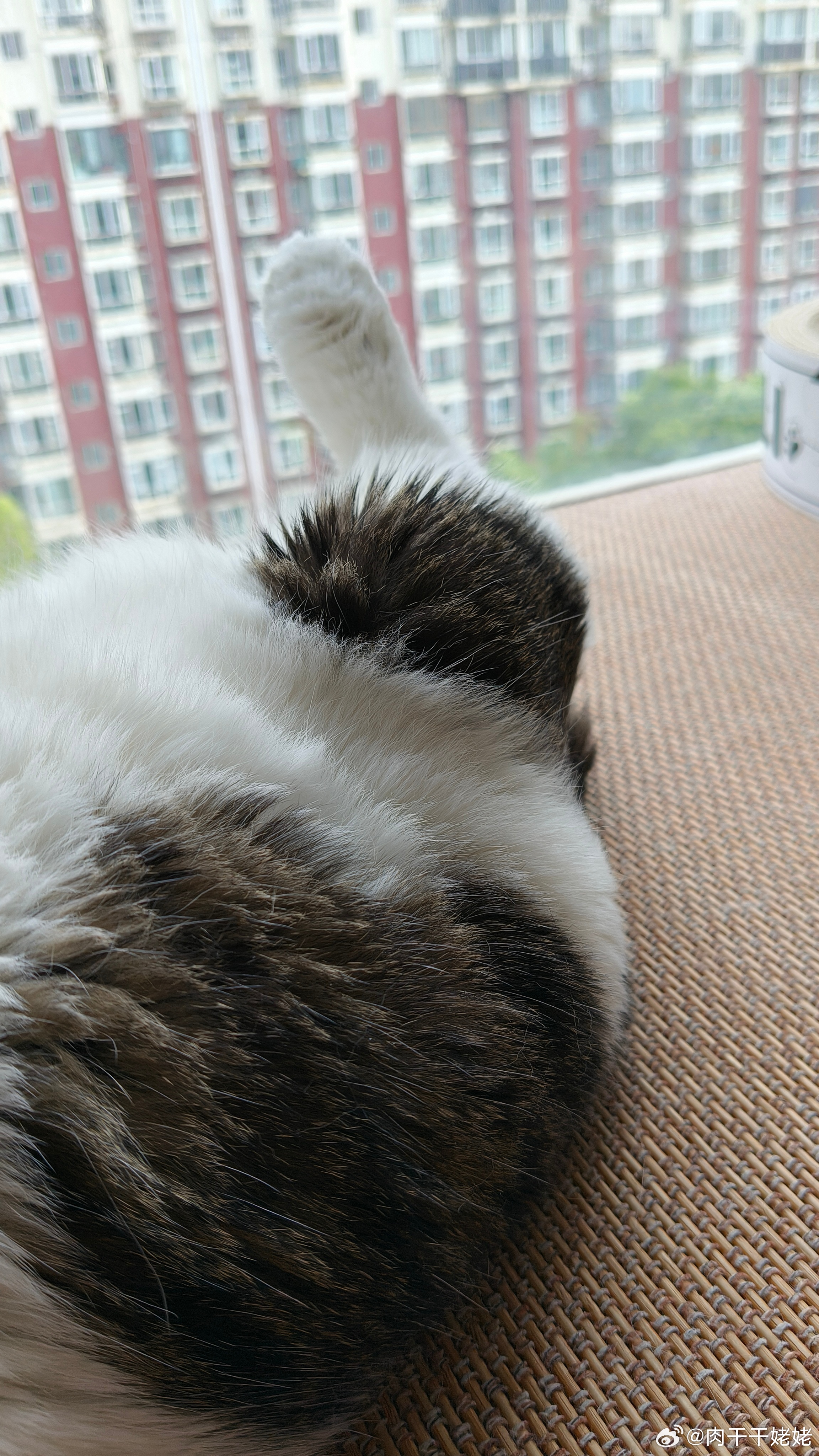 大鸡腿