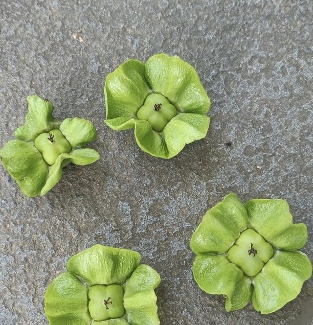 公园树底下捡了个绿油油的小玩意儿，终于破案了，这大概率是木绣球（绣球荚蒾）。
