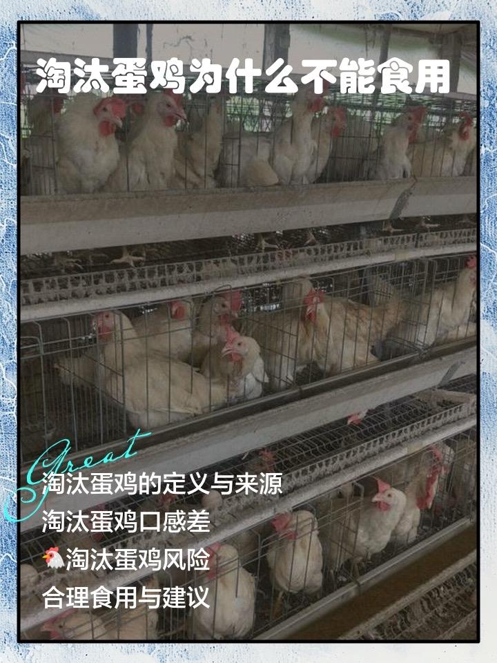 你煲汤给家人、坐月子补身体、给老人孩子炖的那只几十元老母鸡，很可能是淘汰蛋鸡！商