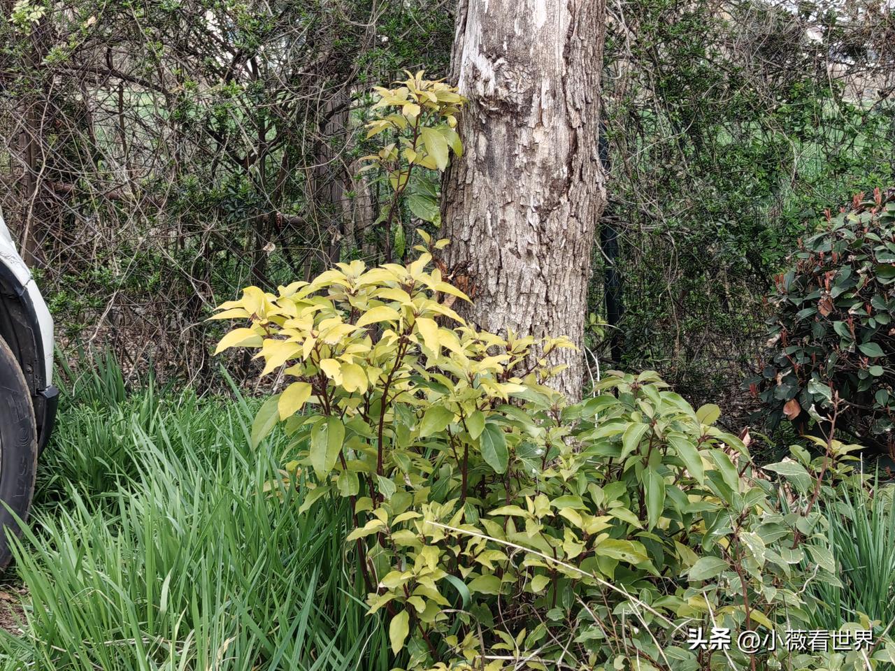 我们这里有个男的叫大中，事业做得风生水起很成功，他有两个女儿。

小女儿才初中毕