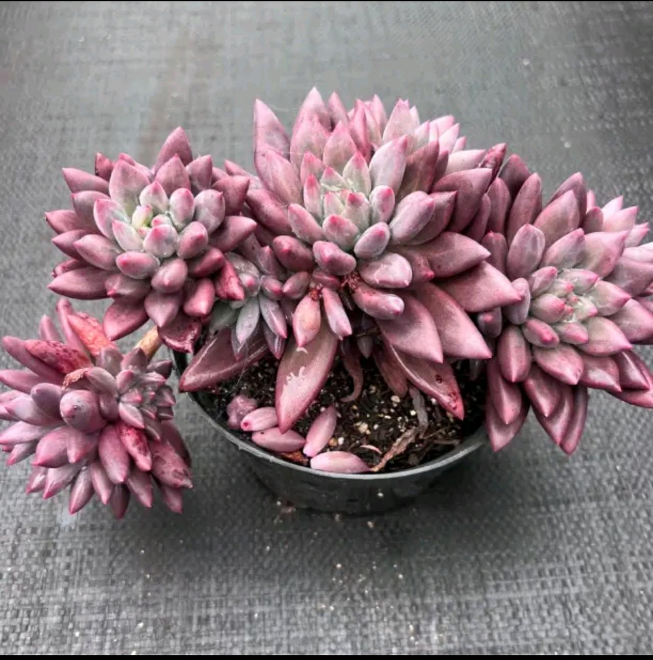 认知水平的确高，一般认知，低认知的人，只会瞎意淫只有高认知的人，认知非凡，账户非