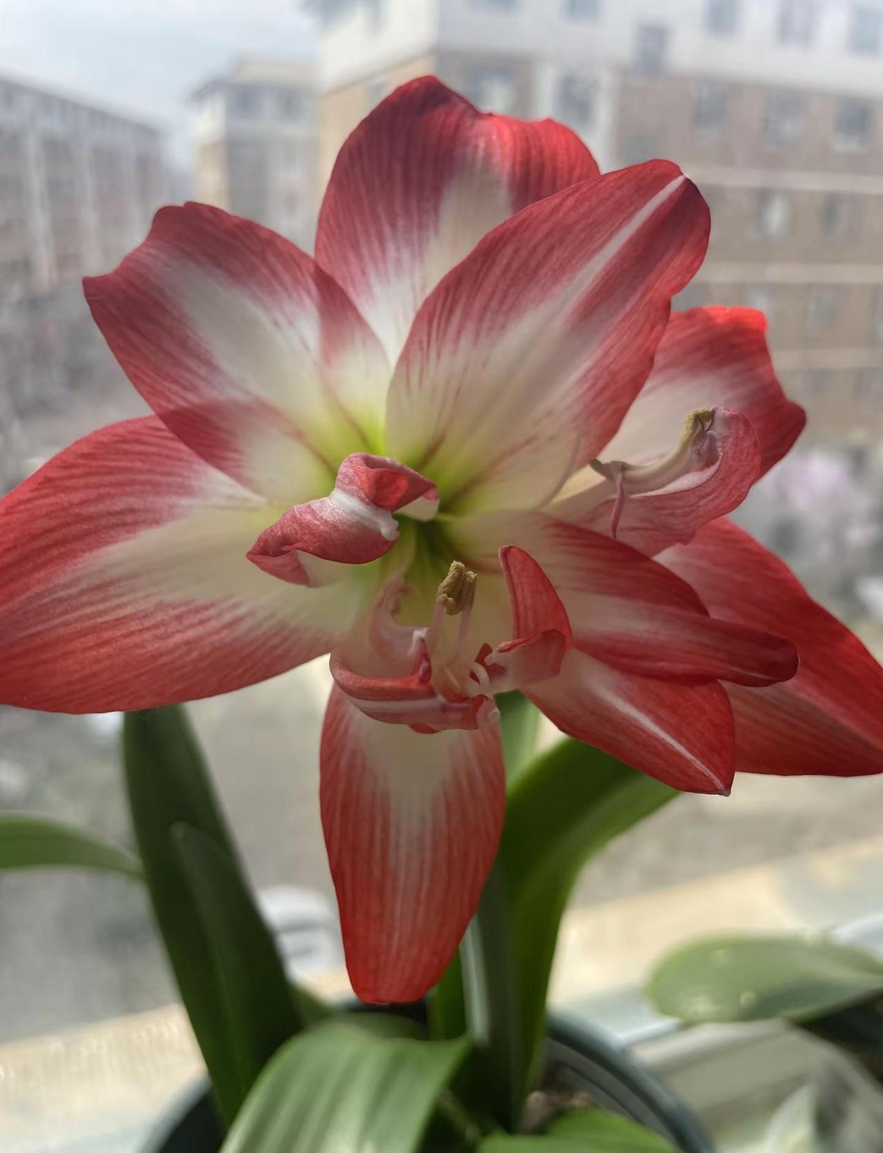 岁岁年年好彩头。青山绿水美景如画 创作者中心