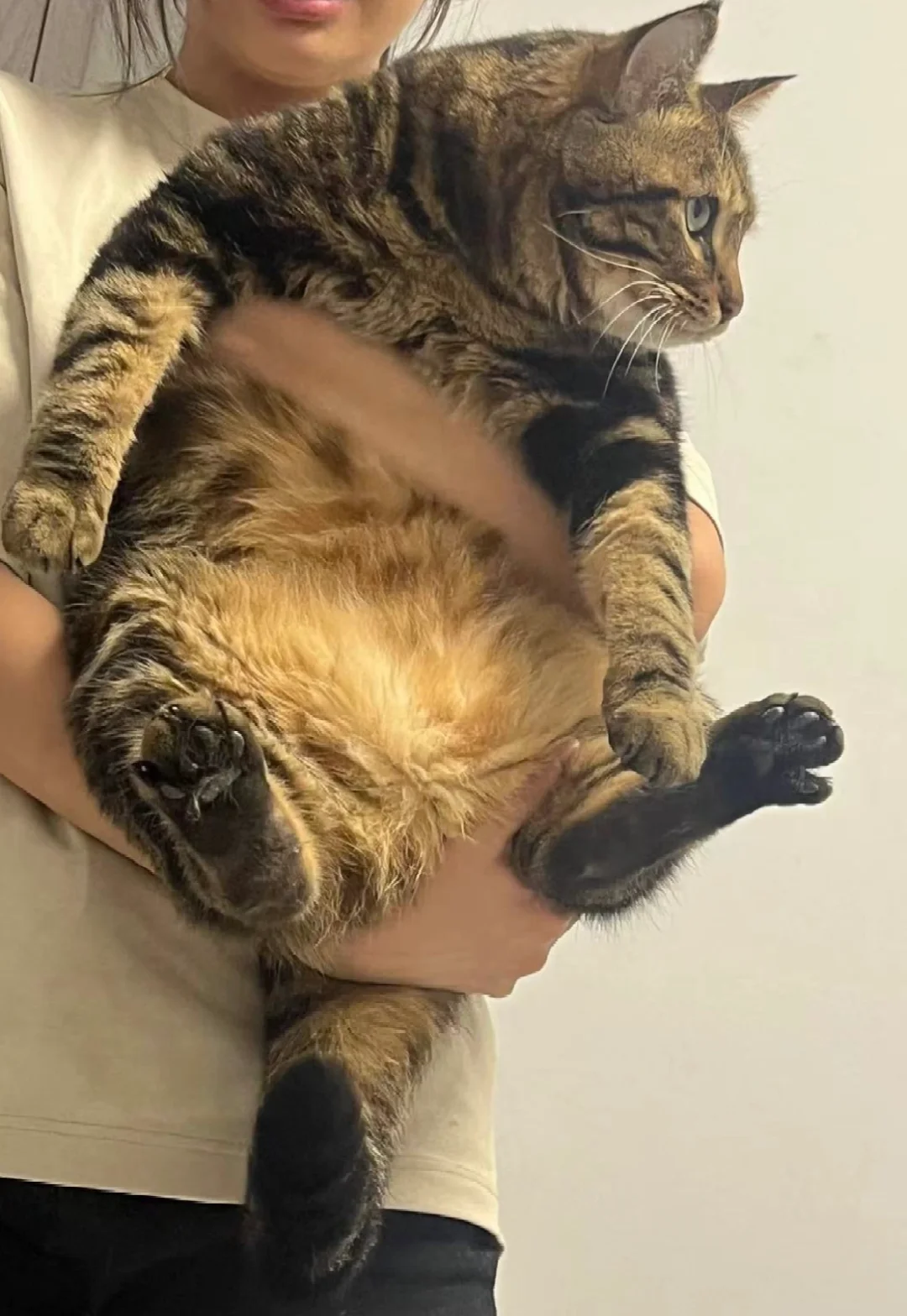 我的猫常常弱小又无助