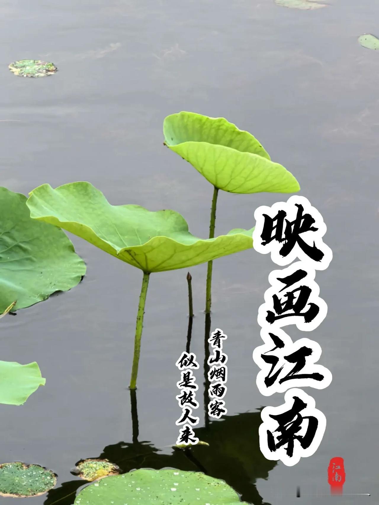 浅夏江南，莲叶田田，
凉风摇曳，鱼戏茎杆。
