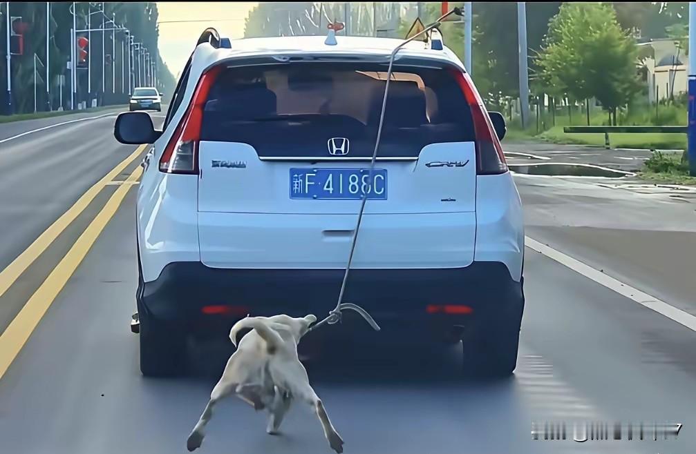 街头一幕让无数路人怒得心寒！网友偶遇一起残忍一幕，一名车主驾车在路上缓慢绕圈，看