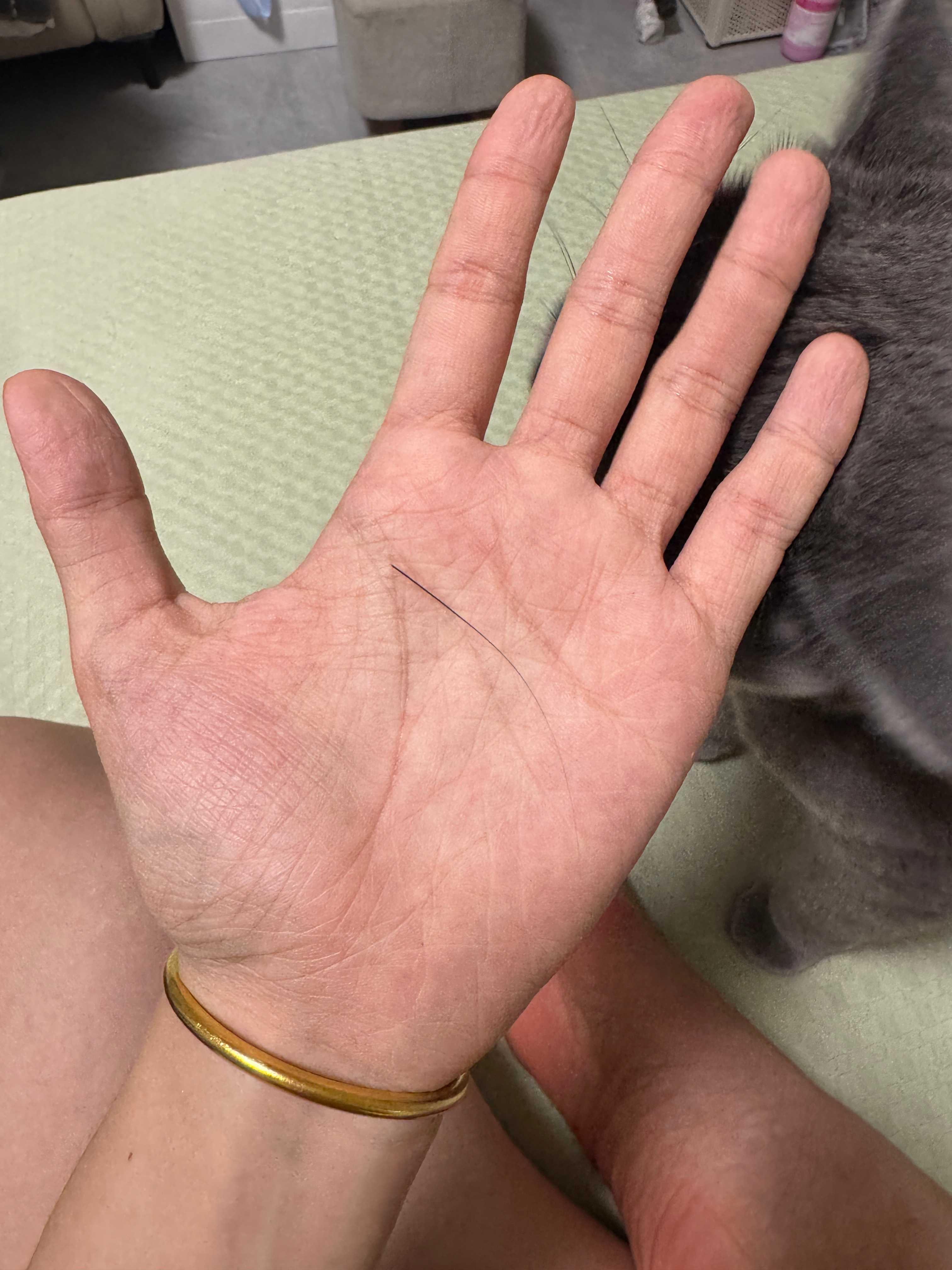 猫咪的胡子能带来好运吗？谢谢大饼送我的小礼物