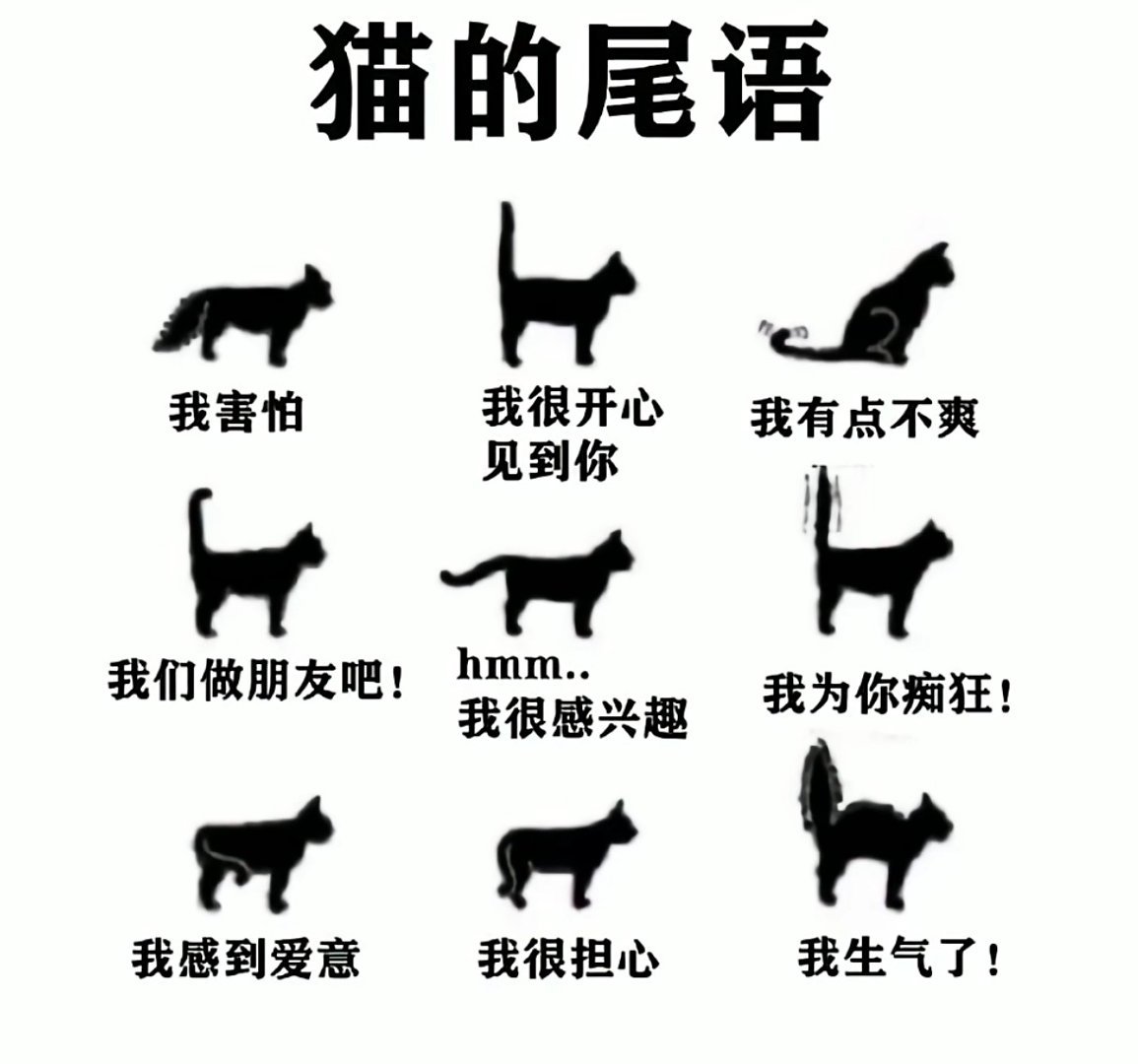 猫的尾语 