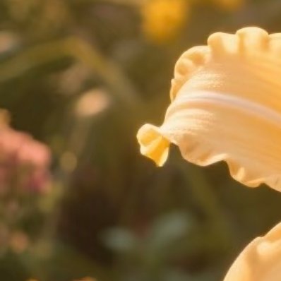 忘忧草种植1、选盆与土壤：盆栽选一个深度至少30厘米的宽口盆，底部垫上陶粒或碎石