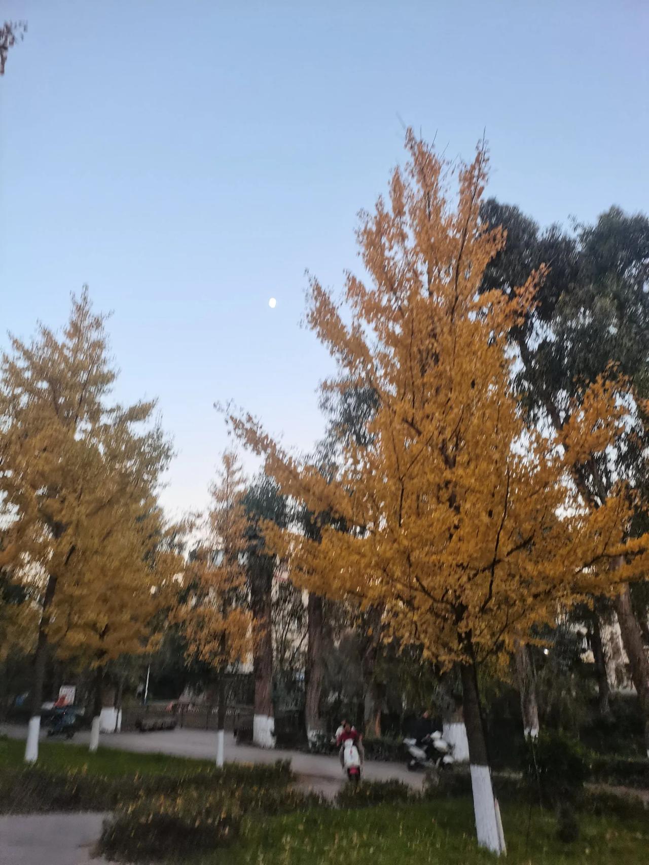 这个时候的银杏叶好漂亮哦！
穷则独善其身，富则达济天下！
尽行好事，莫问前程！愿