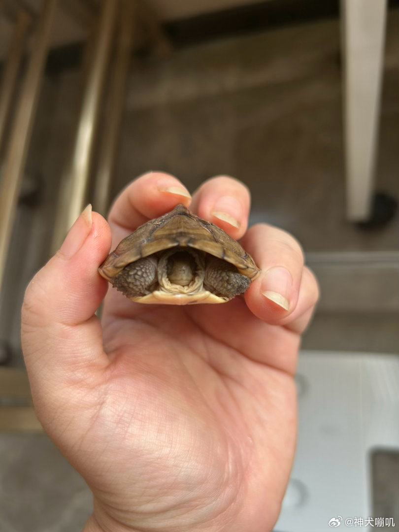 介绍一下我家新成员：小王。（第一天到有点害羞） 