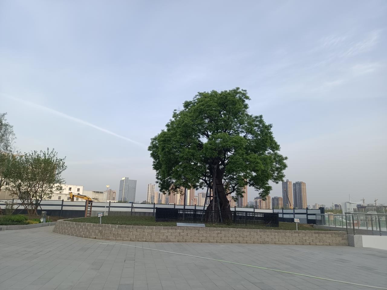 古树沐晨曦