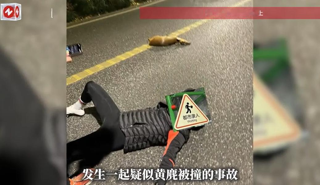 12 月 9 日晚 8 点多，杭州龙井路南坡，一名装备齐全的夜骑小哥下坡时，撞上