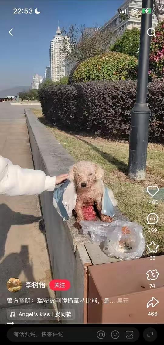 每读一遍都忍不住破防！
比熊妈妈难产被繁殖户剖腹取小狗，伤口不处理、内脏外露就塞