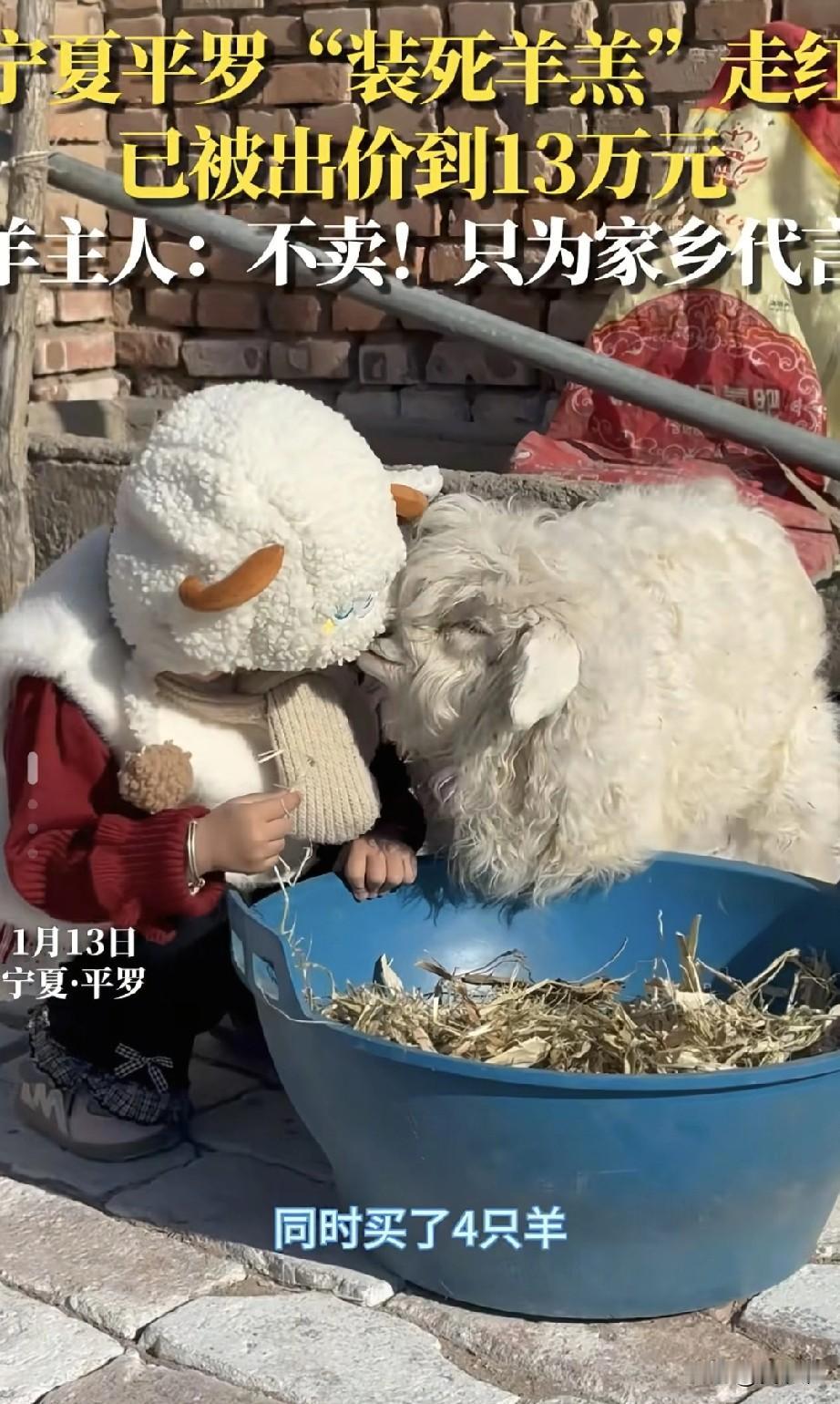 “太有趣了！”宁夏一小羊因装死走红，当有陌生人或者大人靠近时它就装死，而孩童接近