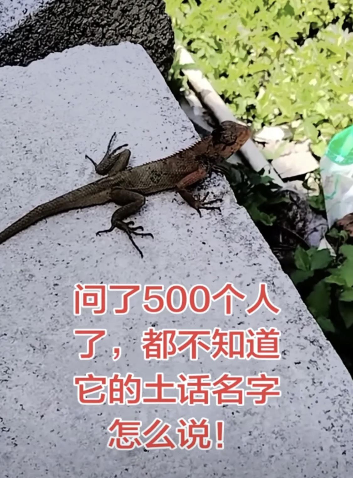 你们那边土话叫它什么？