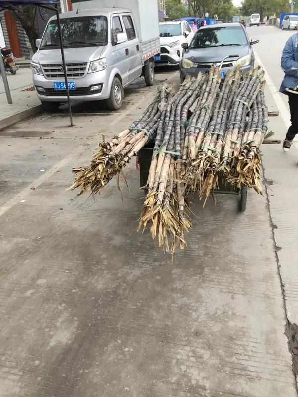 成都“甘蔗哥”病愈出院免费送5吨甘蔗：这是我和网友的双向奔赴
此前，“甘蔗哥”因
