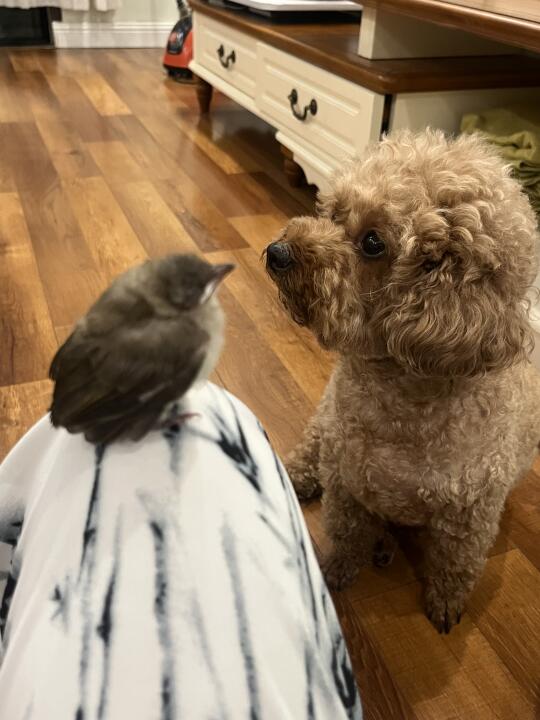 遛狗的时候树上掉下来个小麻雀咋养啊啊啊