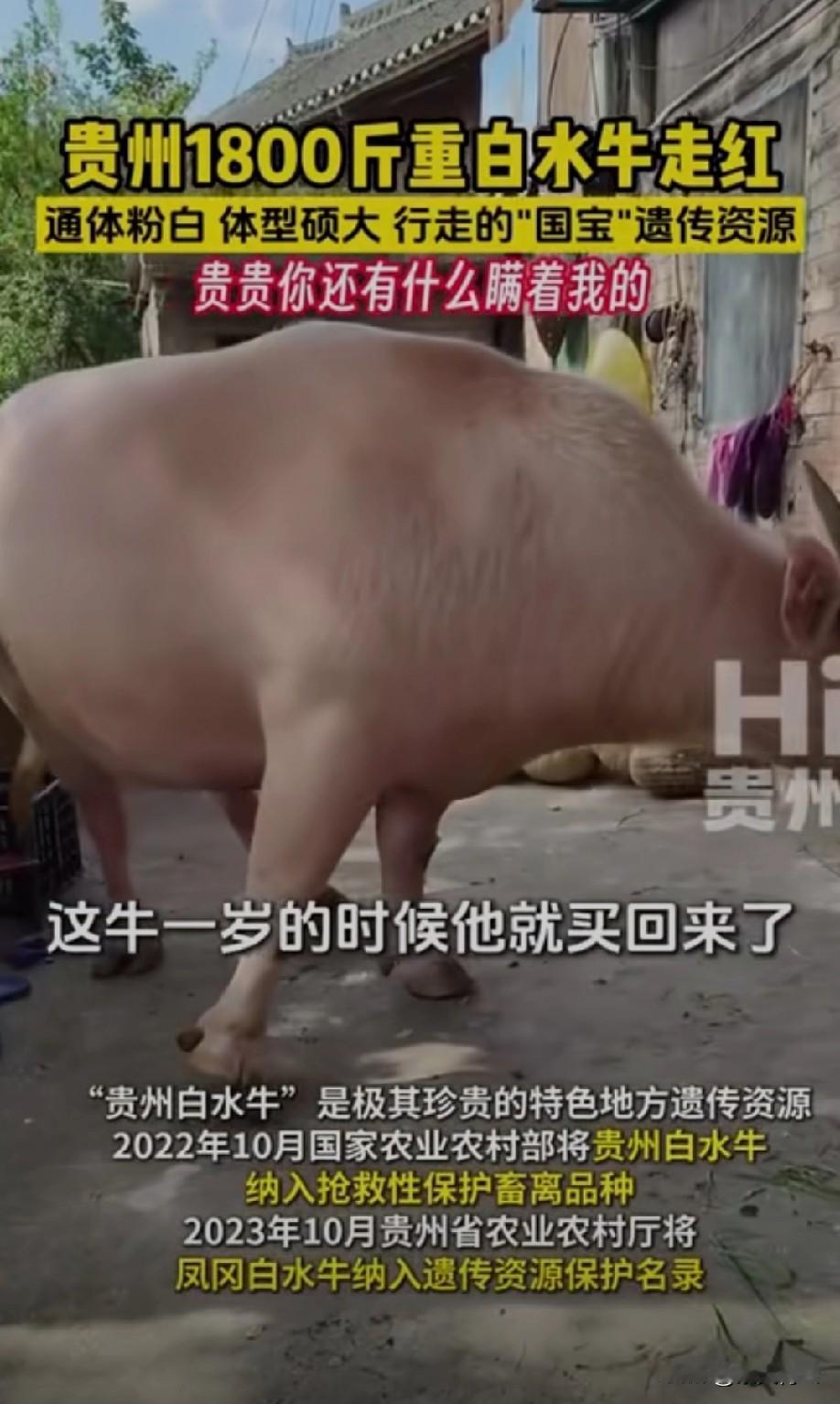 这牛要是到印度
不得被他们供起来！[偷笑]