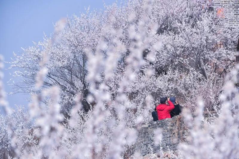 龙年到，来邢台九龙峡！ 2025第十九届九龙峡桃花节盛大开启，主题为“天然画廊九