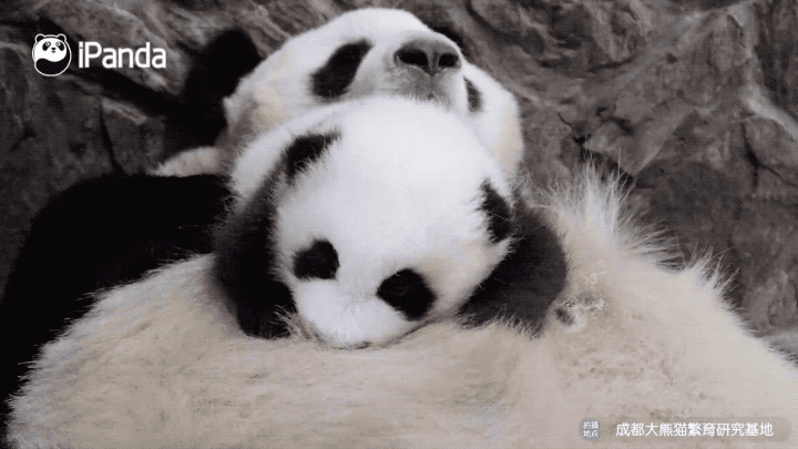熊猫守护者 阳光，是前行的火，点亮我们前行的灯；阳光，是前行的灯，照亮我们前行的