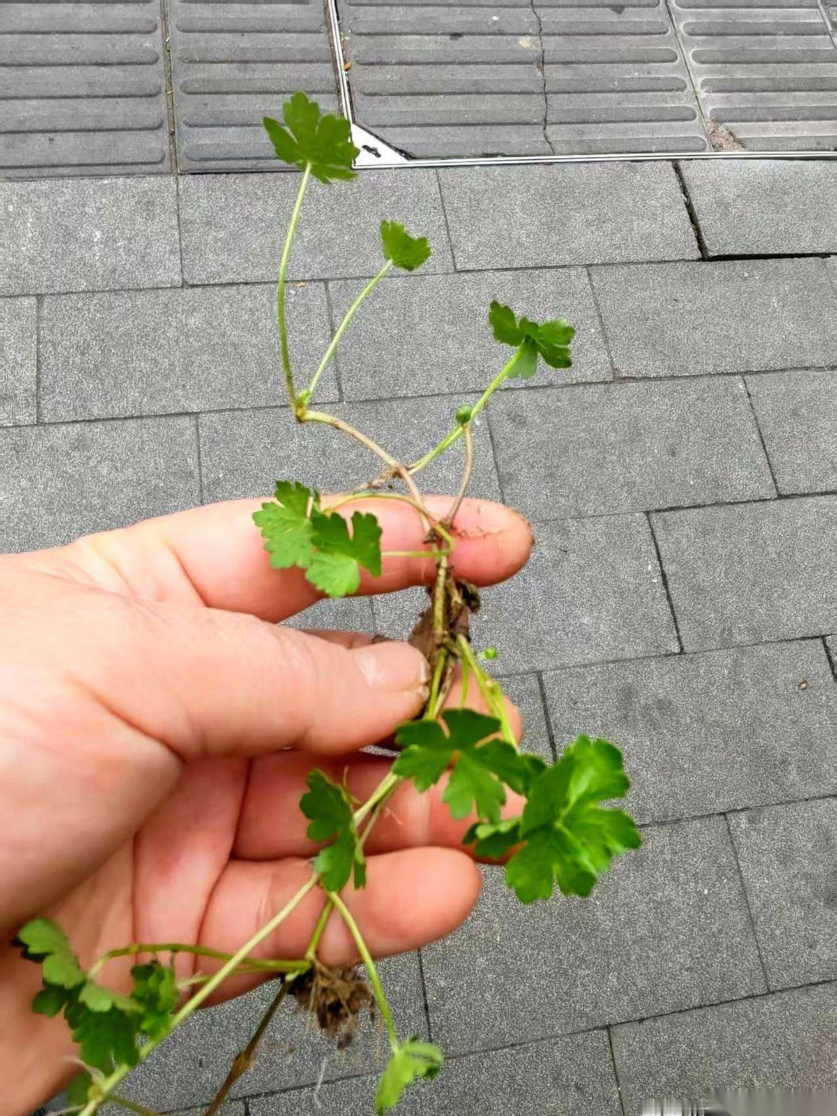 这种长在老屋背阴处的怪草，如果不是当地人，估计看一百遍也认不出来。
它贴着地皮长