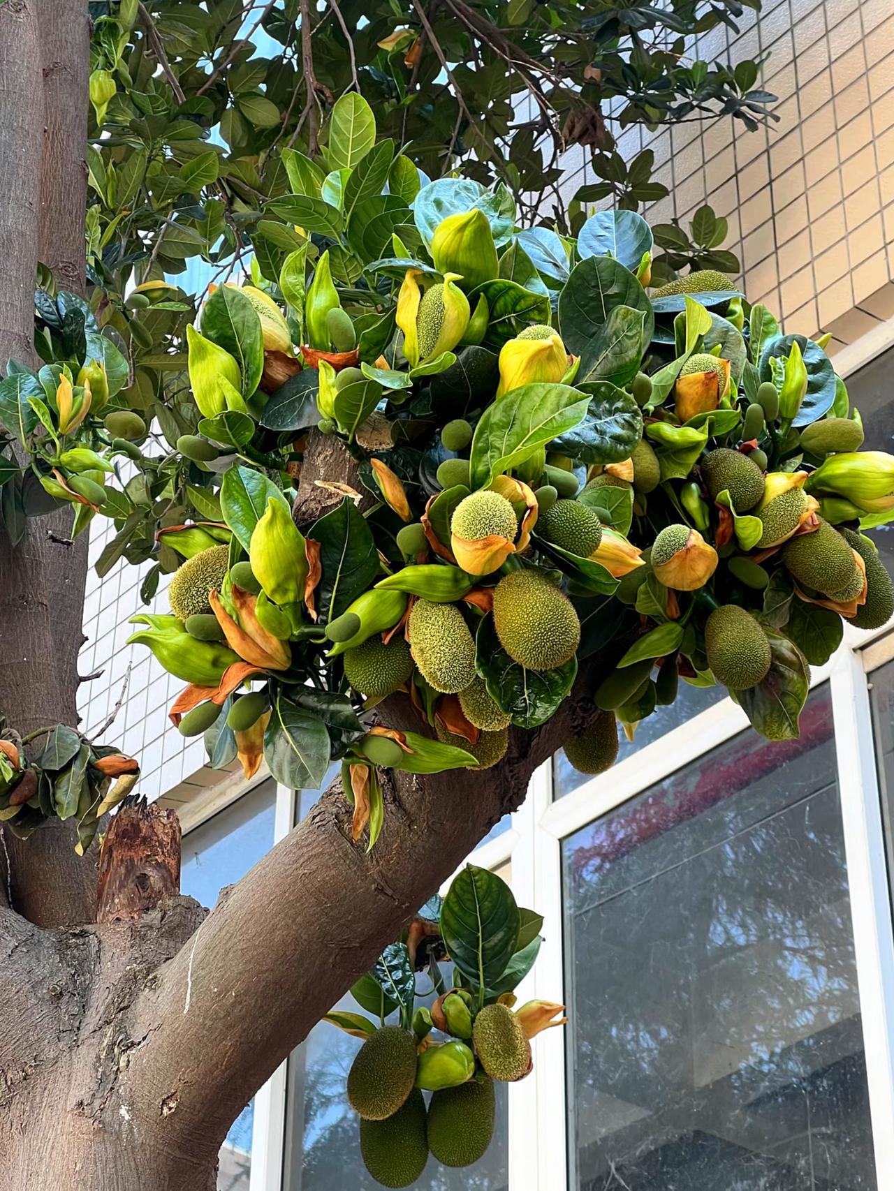 路边这一颗菠萝蜜，又开始开花结果了，如果不是亲眼所见，你肯定又会觉得这不像是真的