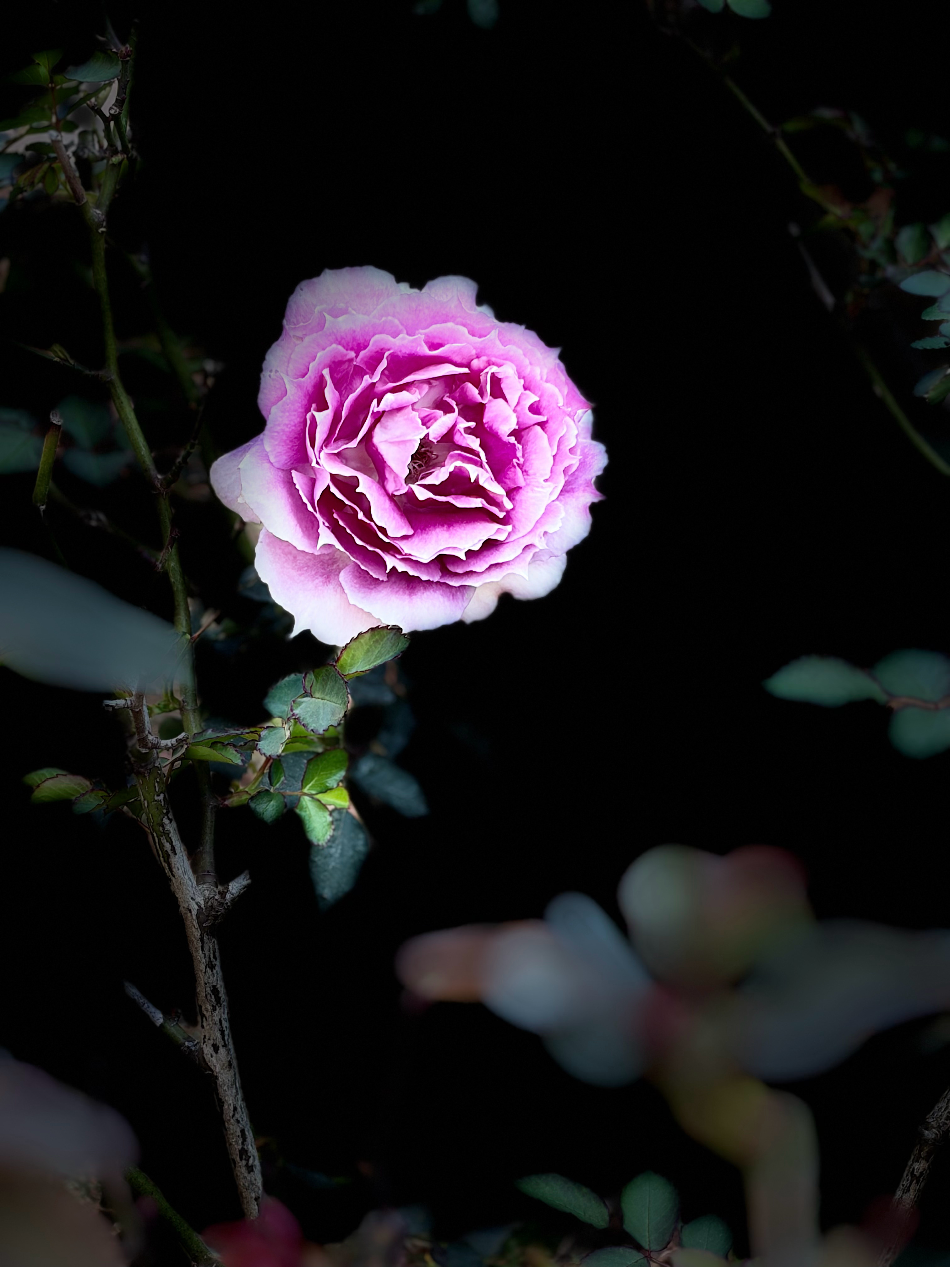 晚安心语   你有你的玫瑰花，我有我的幸运草，不是很香，但是很幸运。晚安！ 