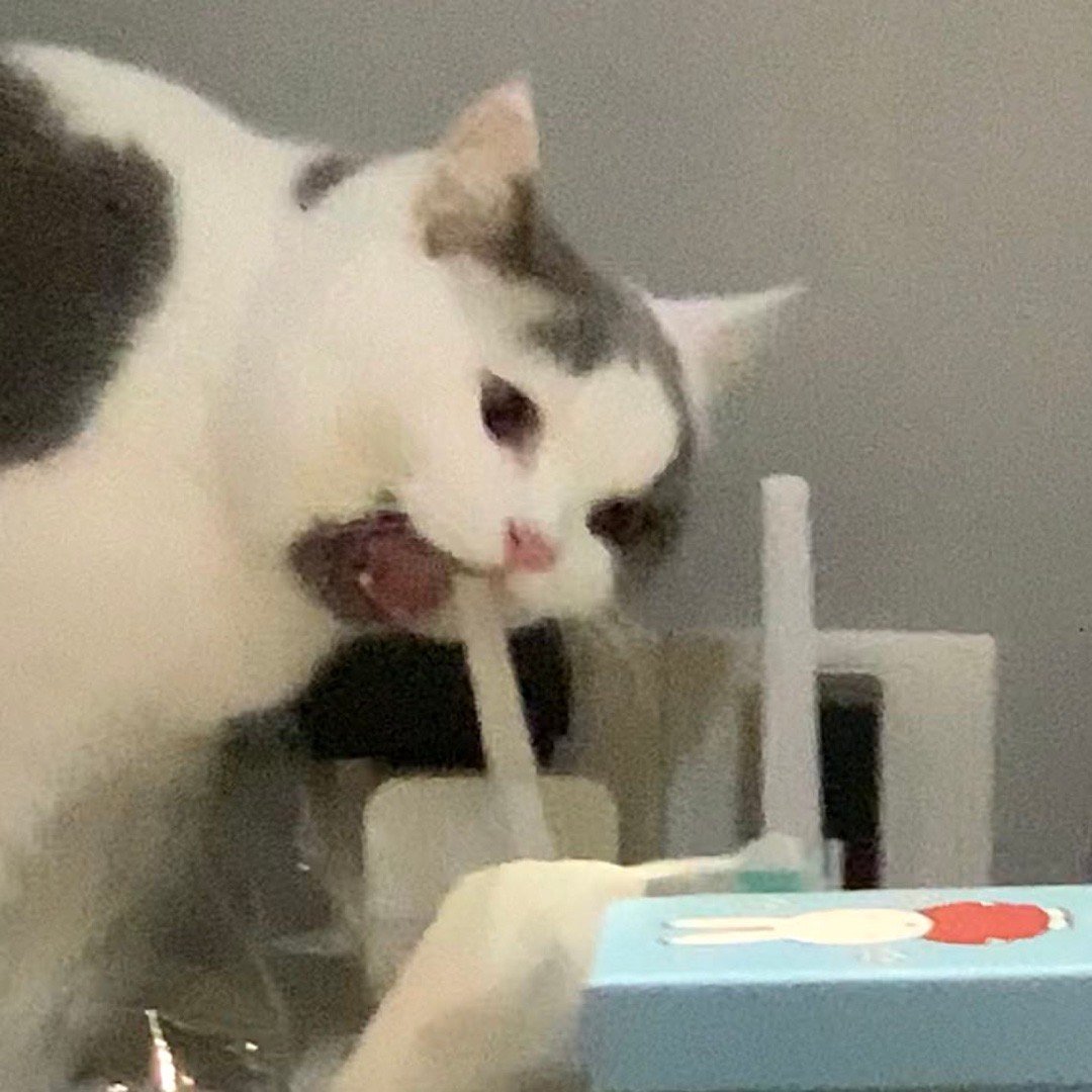 坏小咪切断wifi中 