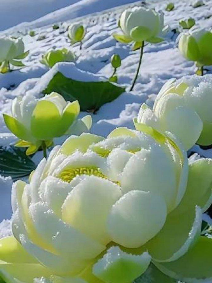 雪莲花开，见者富贵吉祥！ 