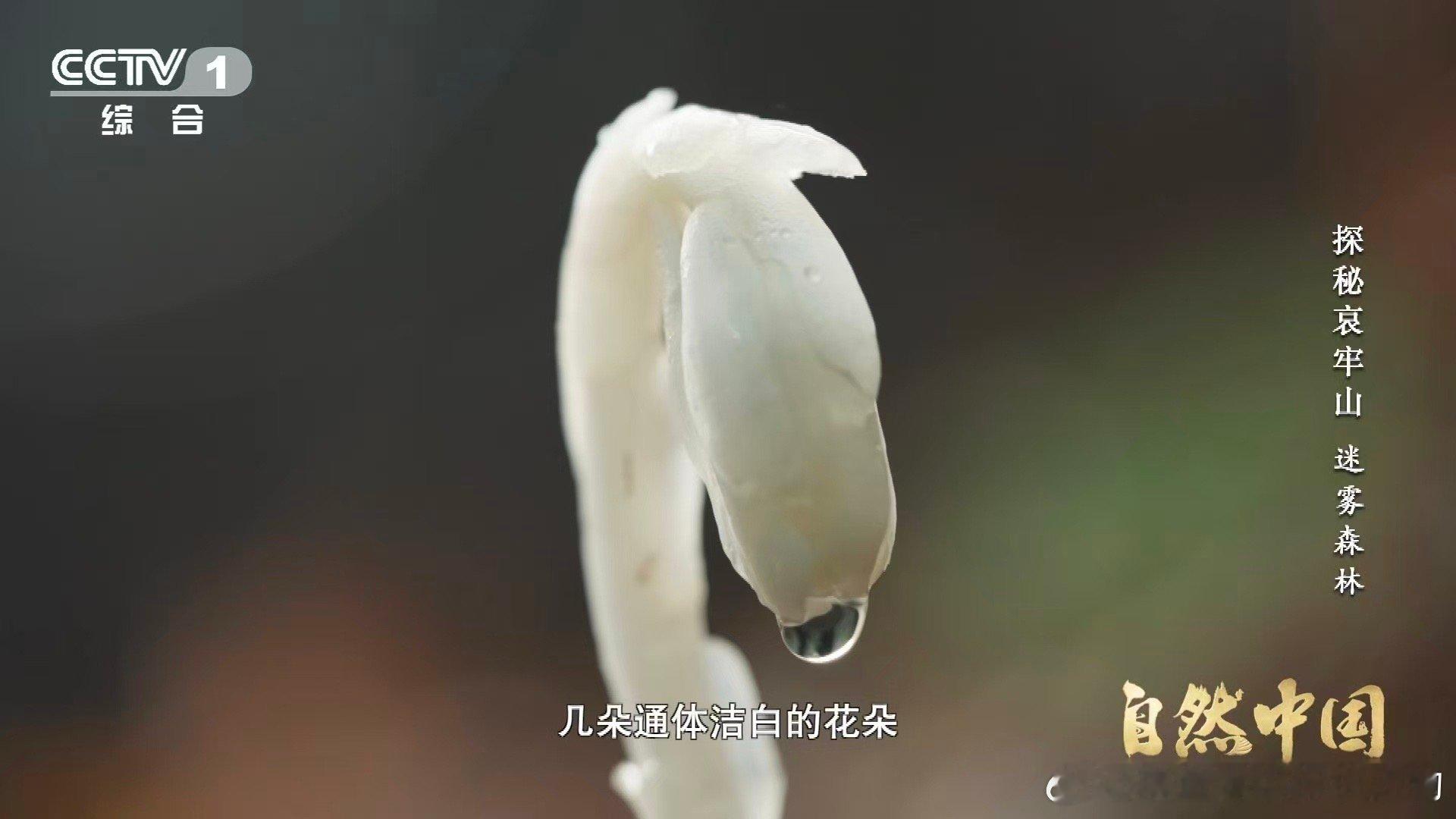 哀牢山神秘植物不靠光合作用存活哀牢山这种花每年仅露面40多天 遇见它，需要缘分，