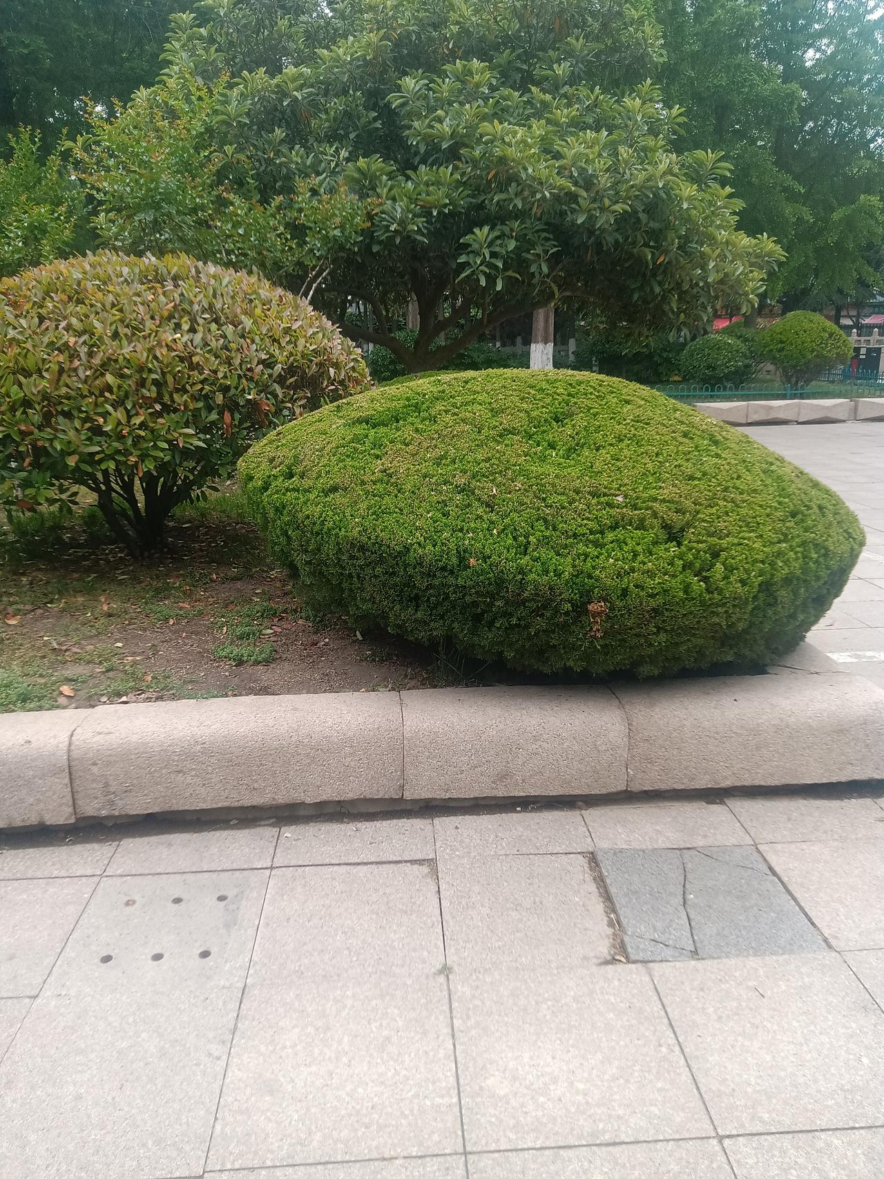 园林修剪
文/李兴伟
人有毛病找医生，
花草枝叶靠修整。
树木貌美要造型，
形态