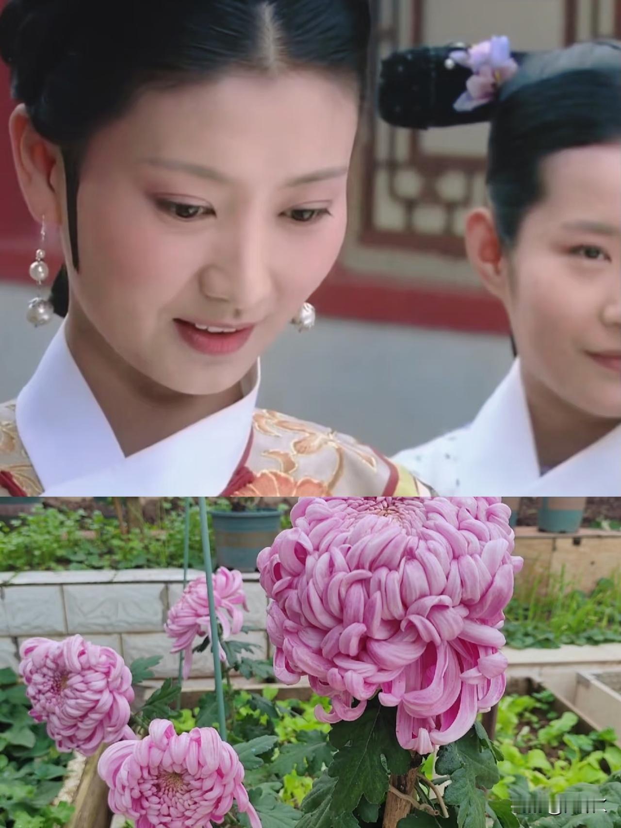 终于知道沈眉庄为什么喜欢菊花了。
菊花已经进入美貌开挂模式，
谁看了不说美到没争