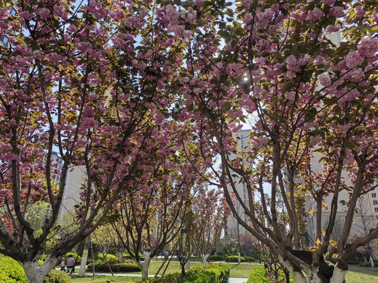 菜园里晒了三个小时太阳，下午三点回家。
    路过金钟早市，还有摊位。买了二十