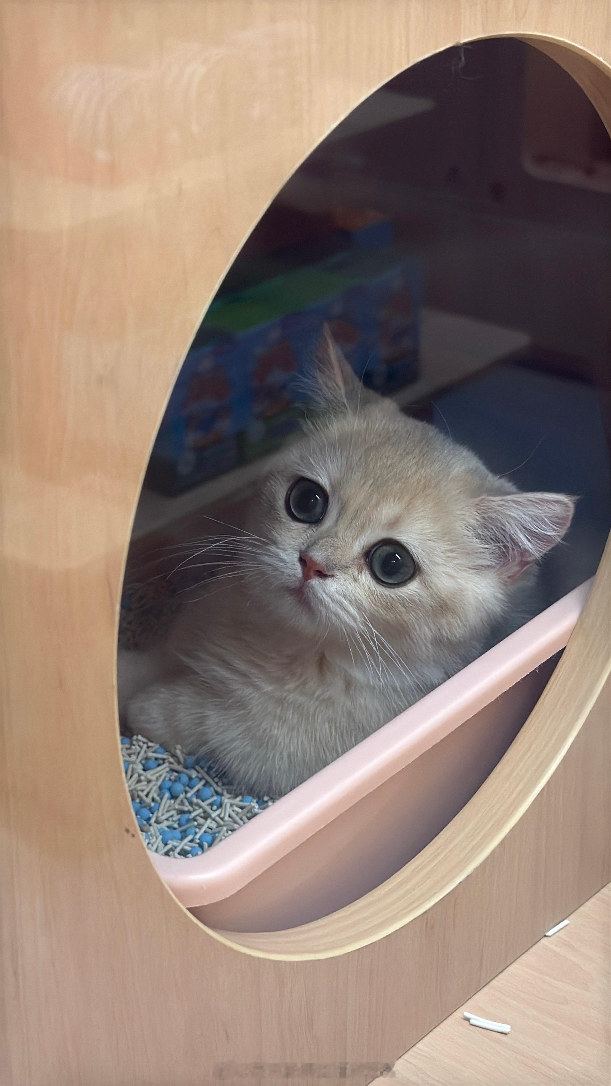 我第一次遇见这么可爱的小猫