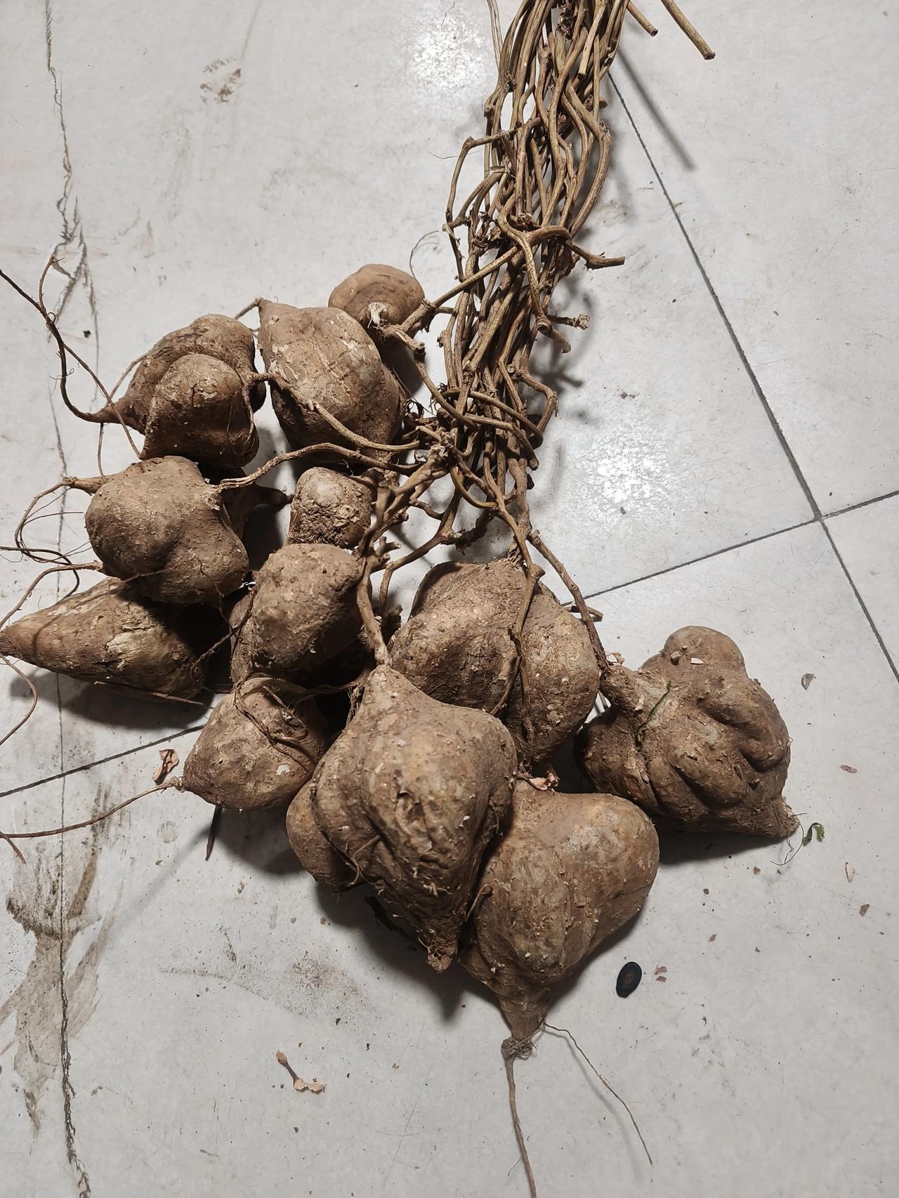 南方的朋友出来，这到底是啥东西？水果？蔬菜，对于北方的我，第一次见这个东西，咬了