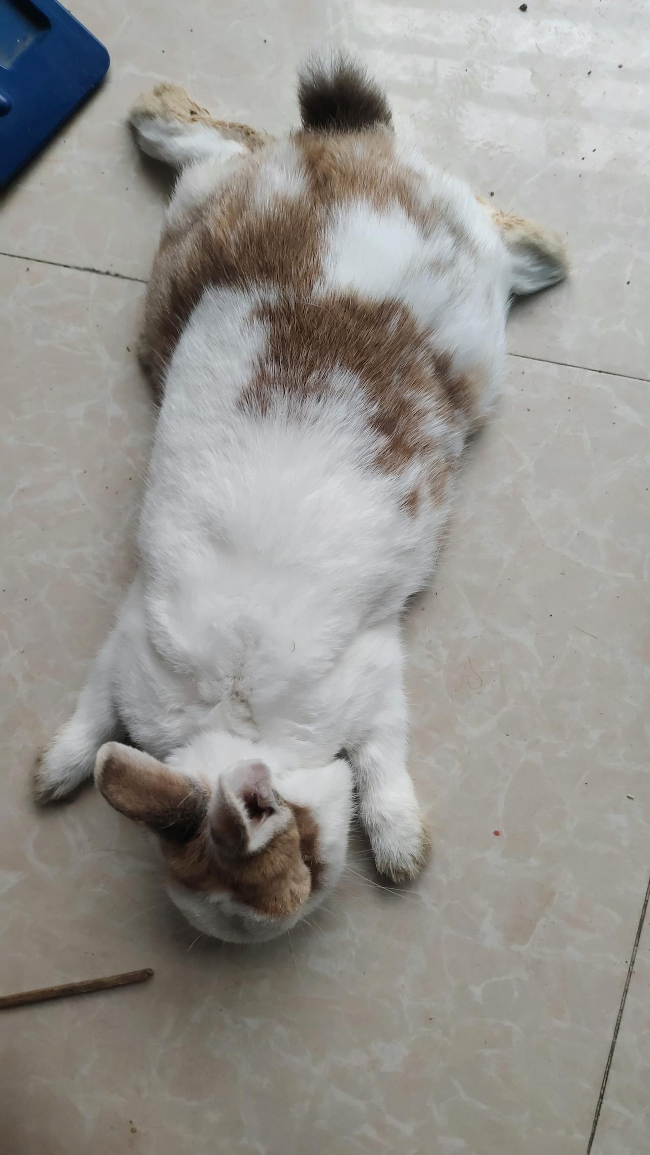 家人们，你们谁懂啊，宠物兔子也会因孤独而亡啊？今日清晨返杭，打开家门，我急切地跑