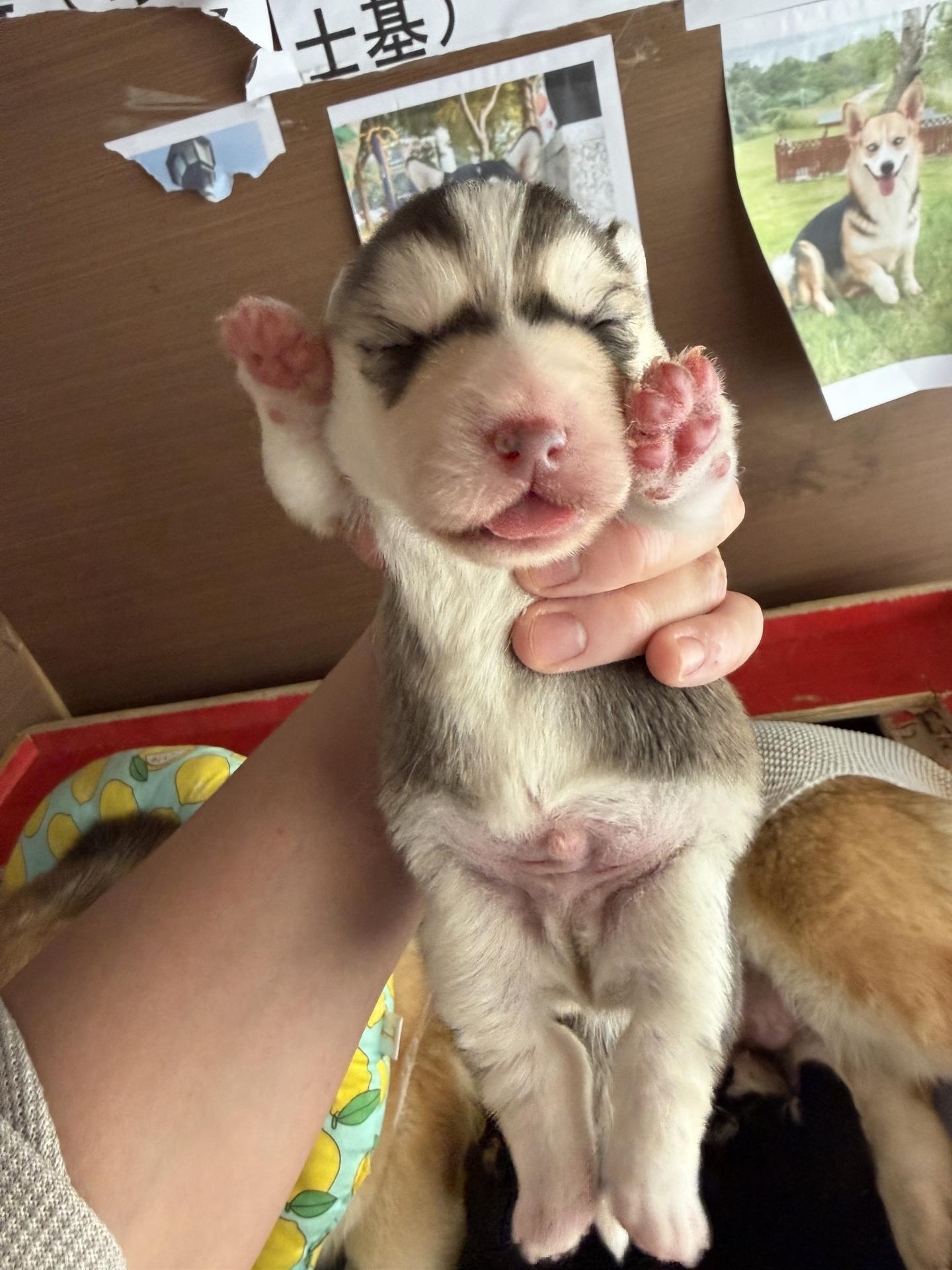 所有宝宝接生完毕！你们能认出来谁个谁吗？